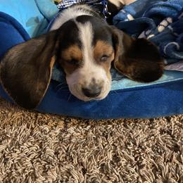 Basset Hound All Grown Up from Farm Town Hounds