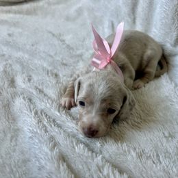 Fawn - Dachshund puppy from Honey Creek Doxies