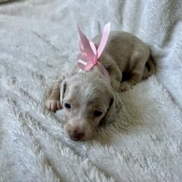 Fawn - Dachshund puppy from Honey Creek Doxies