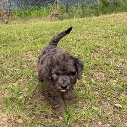 Raven - Merle female Goldendoodle puppy in Pittsburg, Texas from Grace Springs Goldendoodles