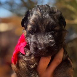 Red - Sable male German Shepherd puppy in Wickenburg, Arizona from Vom AshtonHaus German Shepherds