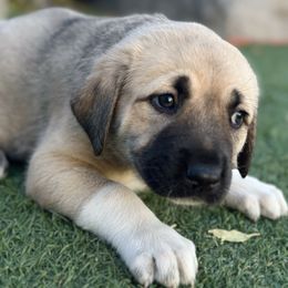 Anatolian Shepherd Dog Puppies from WanderDogs.Co