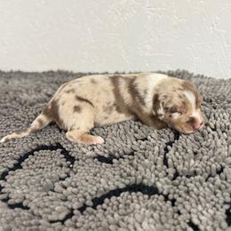 Doc Holliday - Red merle male Australian Shepherd puppy in Smithfield, Utah from C&C Ranch