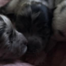 Bandit - Merle male Pomsky puppy in Kingston, Michigan from Browns Pomskys