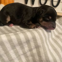 Chihuahua Puppies from Tulum Chihuahuas
