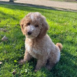 Glaze - Apricot male Goldendoodle puppy in Newark, Ohio from Valleydayle Doodles and Wheatens