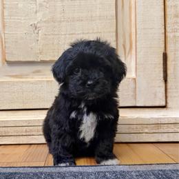 Female 1 - Black female Havapoo puppy in Brooksville, Florida from Kruger Doodles