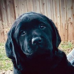 Labrador Retriever Puppies from Tripp Labradors