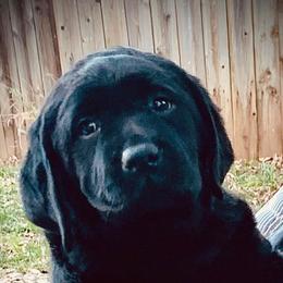 Labrador Retriever Puppies from Tripp Labradors