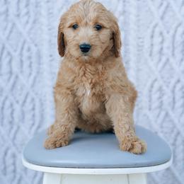 White collar girl - Belle - Red  female Goldendoodle puppy in Duncan, South Carolina from Abner Creek Poodles & Doodles