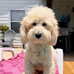 Skye - Goldendoodle