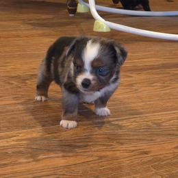 Autumn - Blue merle female Toy Australian Shepherd puppy in Forney, Texas from Texas Talent Toy Aussie's