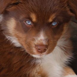 Australian Shepherds, Miniature American Shepherds, Miniature Australian Shepherds, and Toy Australian Shepherds from Wigglebutts Unlimited