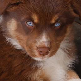 Australian Shepherds, Miniature American Shepherds, Miniature Australian Shepherds, and Toy Australian Shepherds from Wigglebutts Unlimited