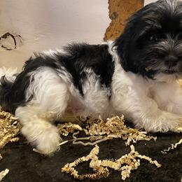 Havanese Puppies from Happy Tail Companions