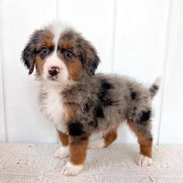 Boy 3 - Blue merle male Aussiedoodle puppy in Omro, Wisconsin from Crystal Ridge Doodles