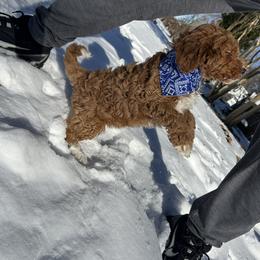 Gino - Red  male Goldendoodle puppy in Mint Hill, North Carolina from DoodleForever