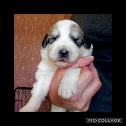Wonder- black collar - White and badger male Great Pyrenees puppy in Mikado, Michigan from Brittain Family Farm