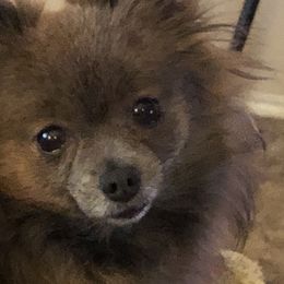 Missy - Pomeranian