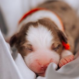 Australian Shepherd Puppies from Salty LeBlanc Aussies