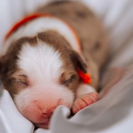 Australian Shepherd Puppies from Salty LeBlanc Aussies