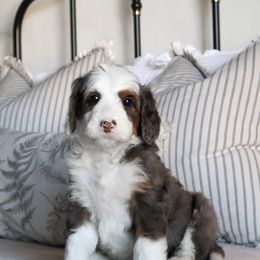 Beaver - Merle male Goldendoodle puppy in Temecula, California from Temecula Creek Doodles