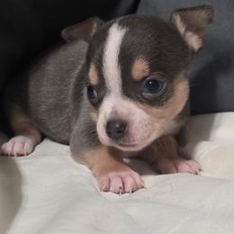 Pitbull - Black and tan male Chihuahua puppy in Royal Center, Indiana from Marvelous Chihuahuas