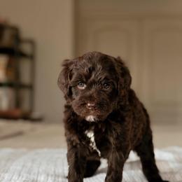 Cherry - Brown and white female Bernedoodle puppy in Maricopa, Arizona from Desert Ridge Doodles