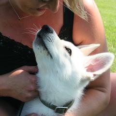 Berger Blanc Suisse and German Shepherd Puppies from Victorious White Shepherds