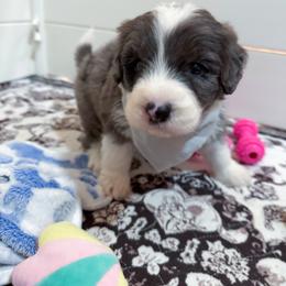 Blizzard - male Australian Mountain Doodle puppy in Claremont, North Carolina from Magnolia Grove Farms