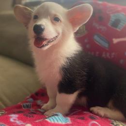 Male 2 - Black and tan male Pembroke Welsh Corgi puppy in Hueytown, Alabama from AAA Corgis