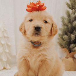 Golden Retrievers and Miniature Australian Shepherds from Blue Mountain Puppies