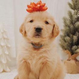 Golden Retrievers and Miniature Australian Shepherds from Blue Mountain Puppies