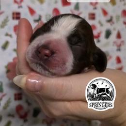 Blitzen - Liver white and roan male English Springer Spaniel puppy in Ocoee, Tennessee from Ocoee Mountain Springers