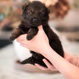 Asher - Sable male German Shepherd puppy in Berwick, Maine from Vom Rindahaus Shepherds