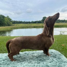 Aria - Dachshund