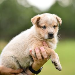 -Boy 4 - Red speckled male Australian Cattle Dog puppy in Kaufman, Texas from Emberwick Ranch