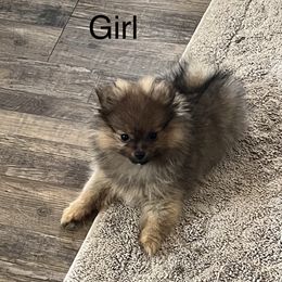 Orange Sable Girl - Orange sable Pomeranian puppy in Mabank, Texas from P31 Poms