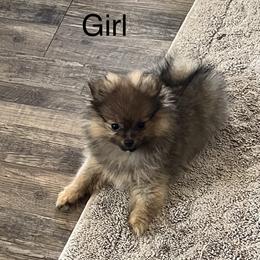 Orange Sable Girl - Orange sable Pomeranian puppy in Mabank, Texas from P31 Poms