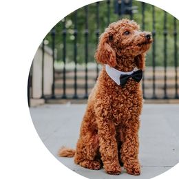 Goldendoodles from Mollyslilpups