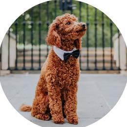 Goldendoodles from Mollyslilpups