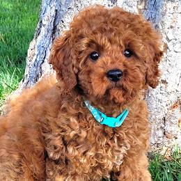 Cavapoos and Maltipoos from CountryLaneDoodles