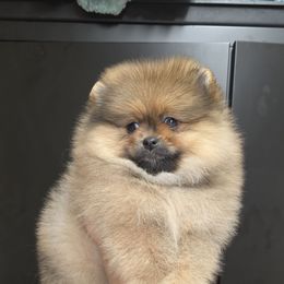 Dee Dee - Red sable female Pomeranian puppy in Meherrin, Virginia from Traveling Poms