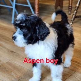 Aspen - Black and white male Portuguese Water Dog puppy in Narvon, Pennsylvania from Prized Family Porties
