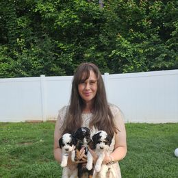 Bernedoodle Puppies from So Adoodable