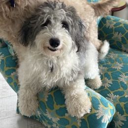 Goldendoodles and Sheepadoodles from Doodles of SW Florida