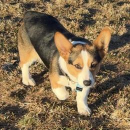 Pembroke Welsh Corgi Puppies from Solo spur ranch