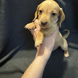AKC SH chocolate based cream - Cream male Dachshund puppy in Canton, Texas from Bonnie and Clyde Dachshunds