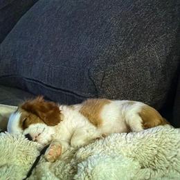 Ringo - Cavalier King Charles Spaniel