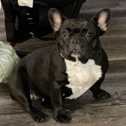 French Bulldogs from GMK Kennel